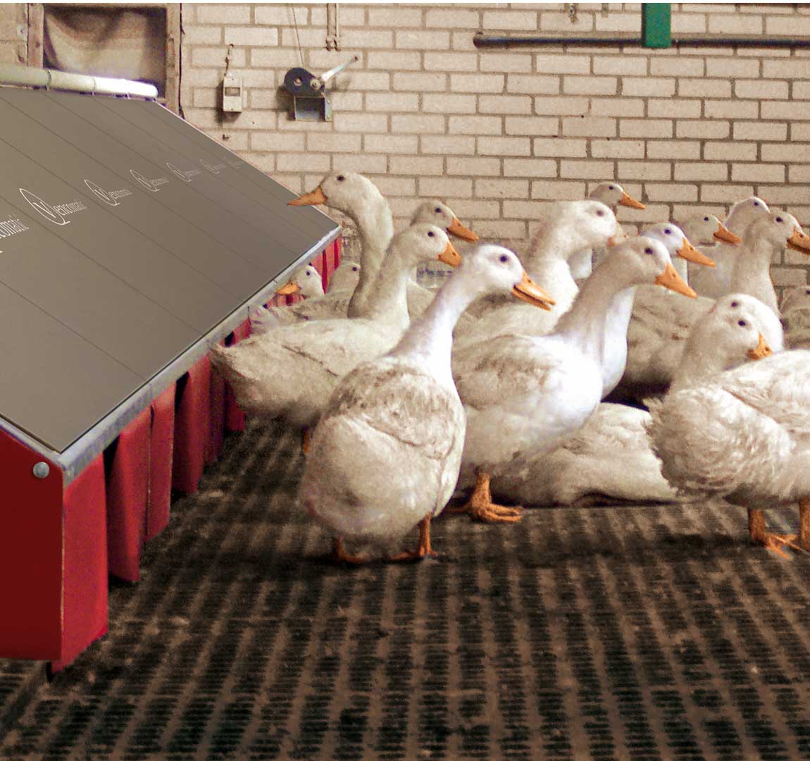 Poultry housing Duck Nest Group